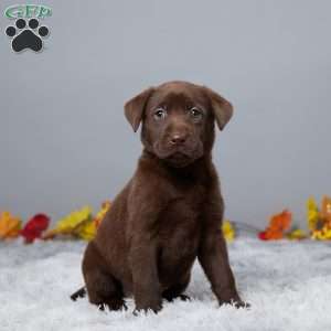 Heather, Chocolate Labrador Retriever Puppy